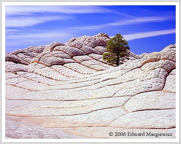 450111   A lone evergreen tree amist the white arid rock formations in an area called White Pocket, Arizona 